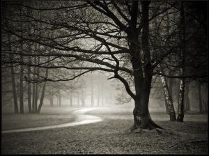 pathway_wallpaper_9dzl7